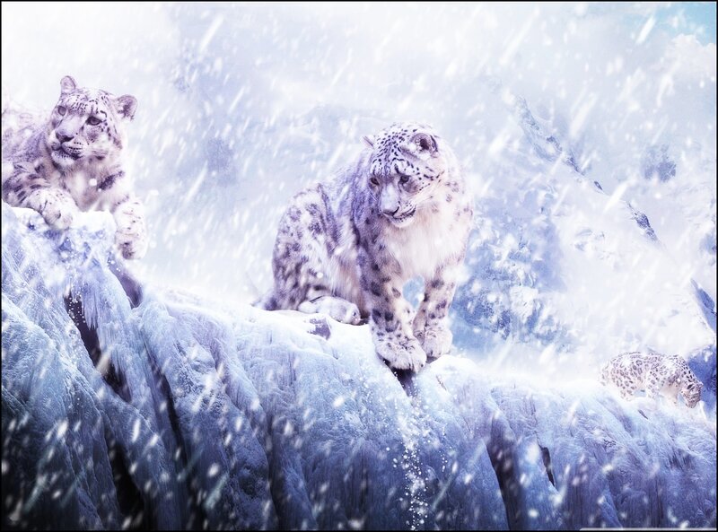 Snow Leopards on Cliff — White, Cold