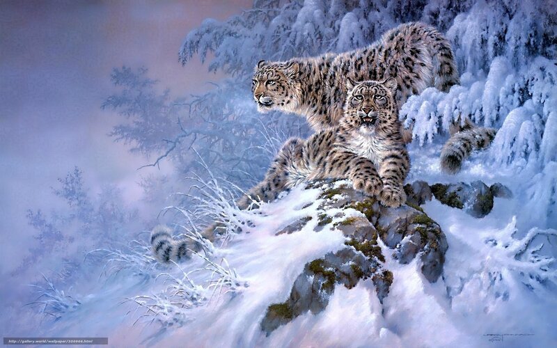 Snow Leopards on Cliff — White, Cold, Winter