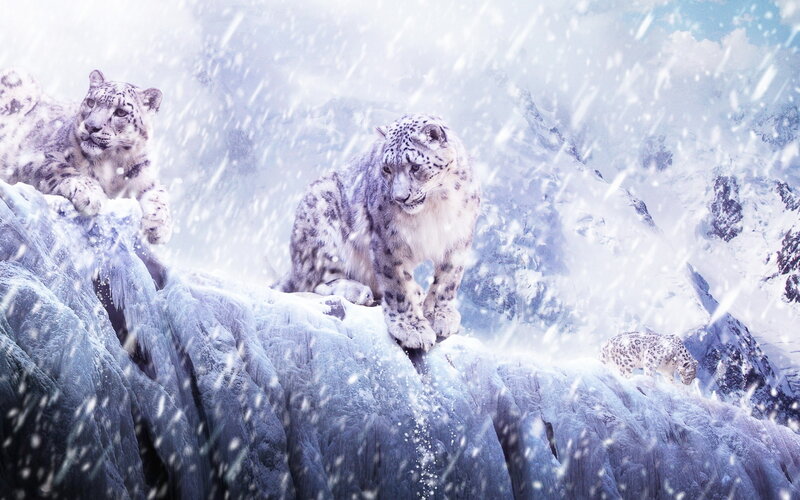 Snow Leopards on Cliff — White