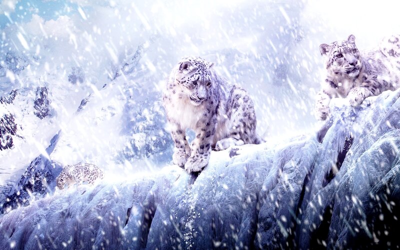 Snow Leopards on Mountain