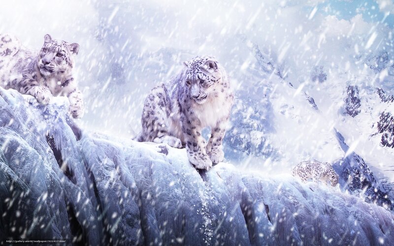 Snow Leopards on Mountain — White, Cold