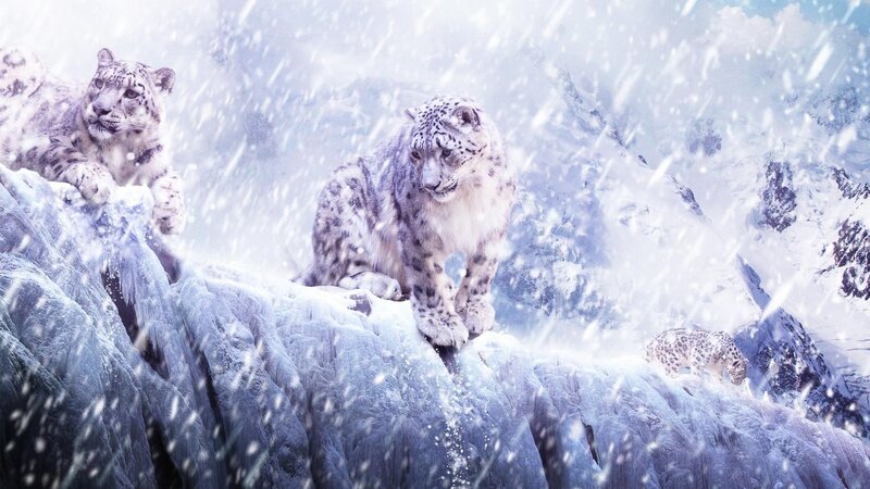 Snow Leopards on Mountain — White, Dramatic