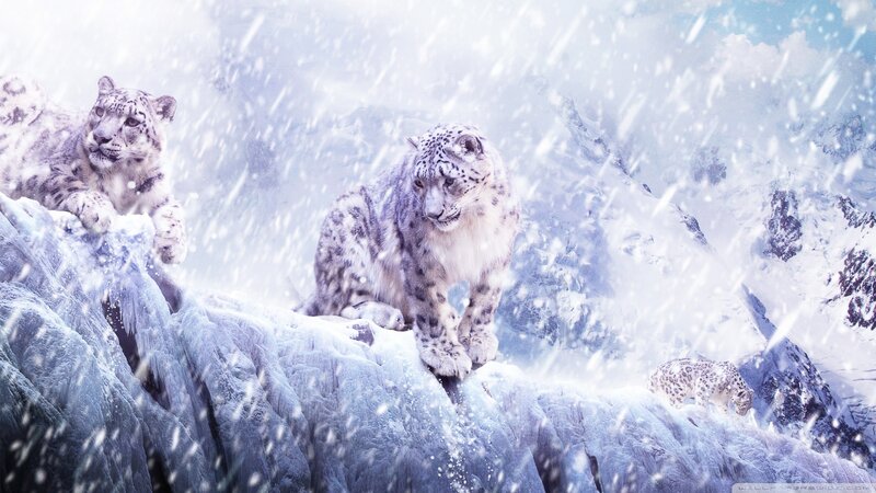 Snow Leopards on Mountain — White