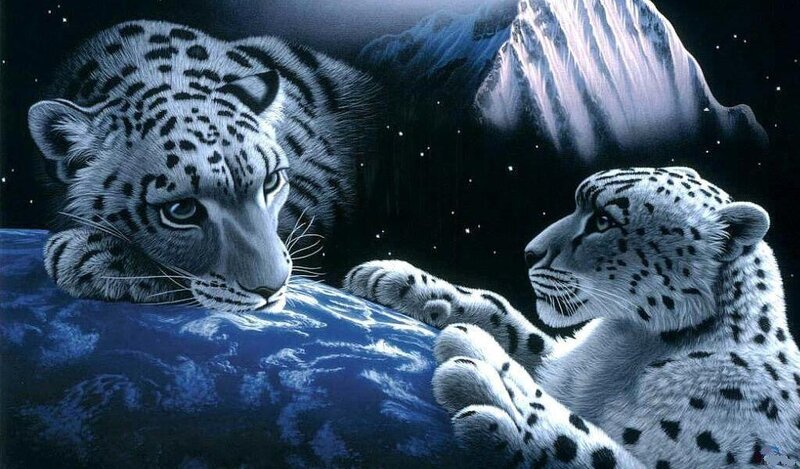 Snow Leopards on Planet