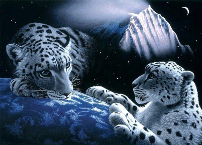 Snow Leopards on Rock — Blue, Serene