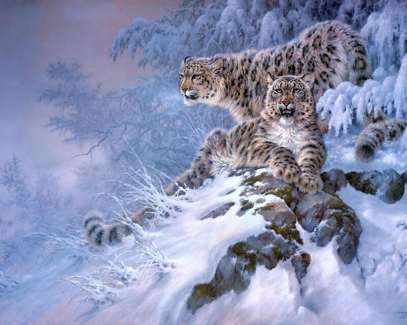 Snow Leopards on Rock — White, Cold
