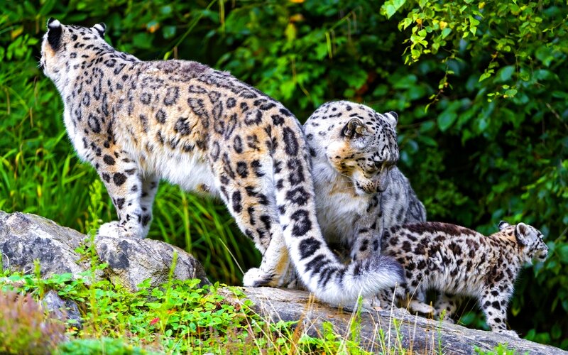 Snow Leopards on Rocks — Green