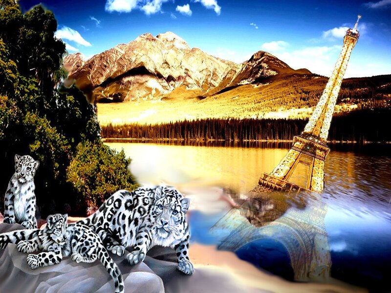 Snow Leopards on Rocks