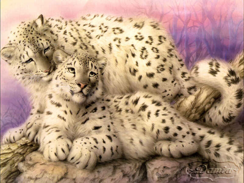 Snow leopards resting together