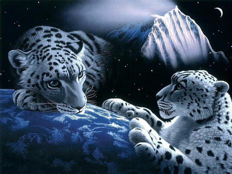 Snow leopards under moonlight