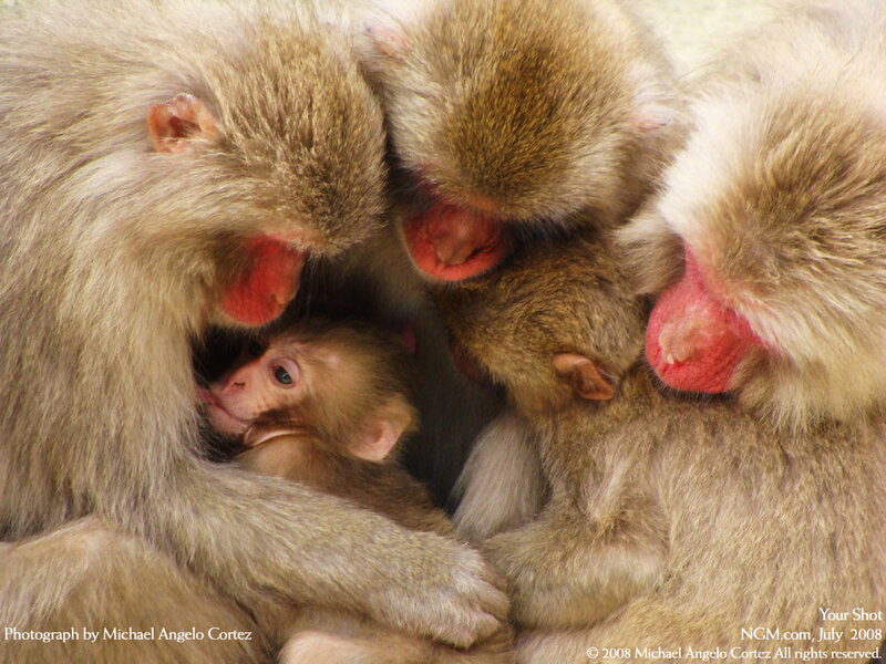 Snow Monkey Family
