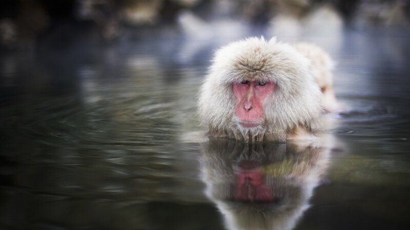 Snow monkey in hot spring