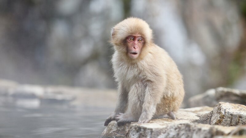 Snow Monkey in Hot Spring — Beige