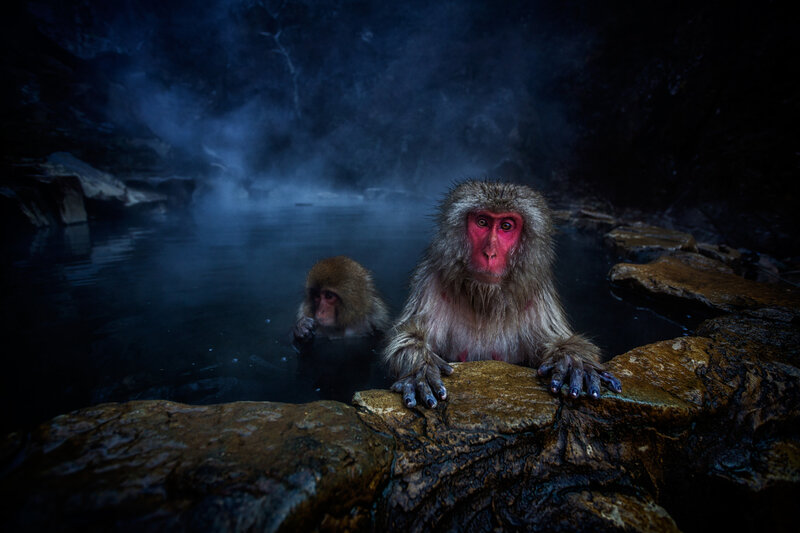 Snow Monkey in Hot Spring — Blue