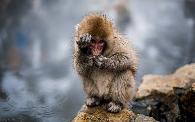 Snow Monkey in Hot Spring — Brown, Calm, Photograph