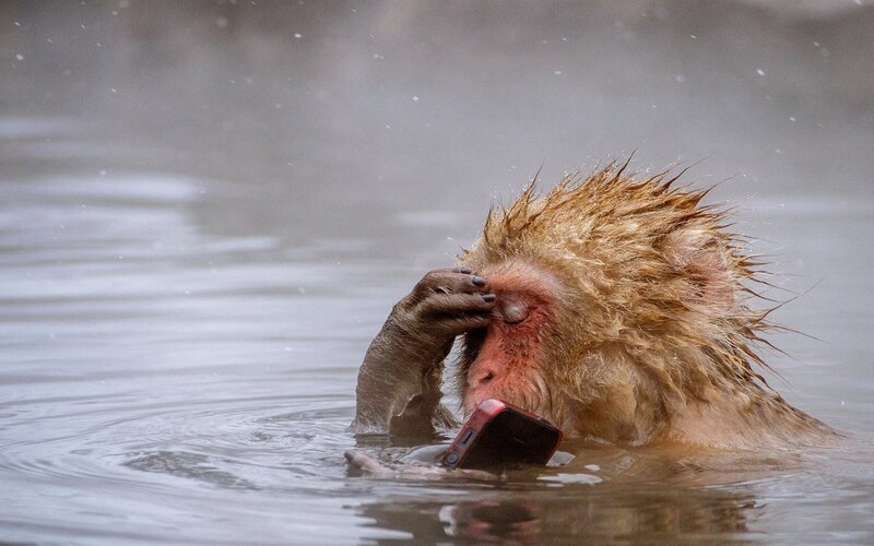 Snow Monkey in Hot Spring — Brown, Calm, Winter, Photograph, Hot Spring