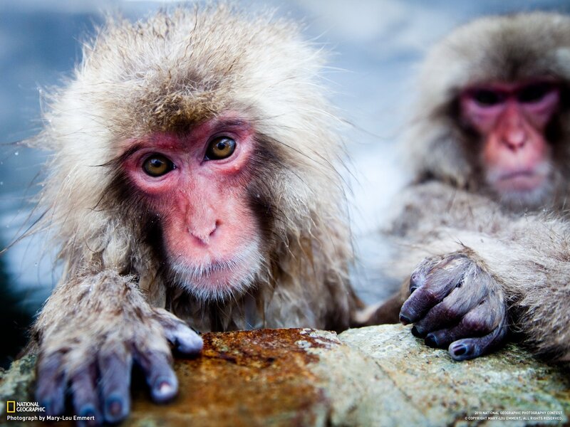 Snow Monkey in Hot Spring — Brown, Calm, Winter, Photograph