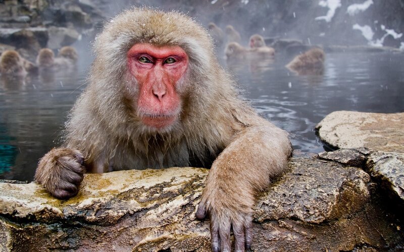 Snow Monkey in Hot Spring — Brown, Calm, Winter