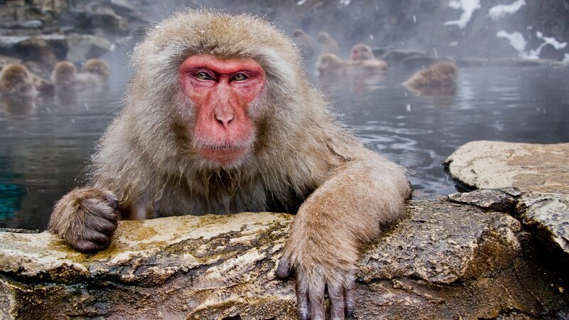 Snow Monkey in Hot Spring — Brown