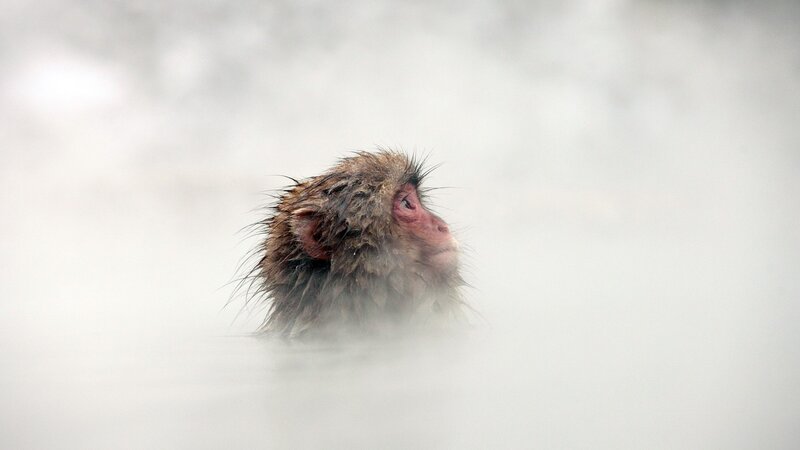 Snow Monkey in Hot Spring — Gray, Calm