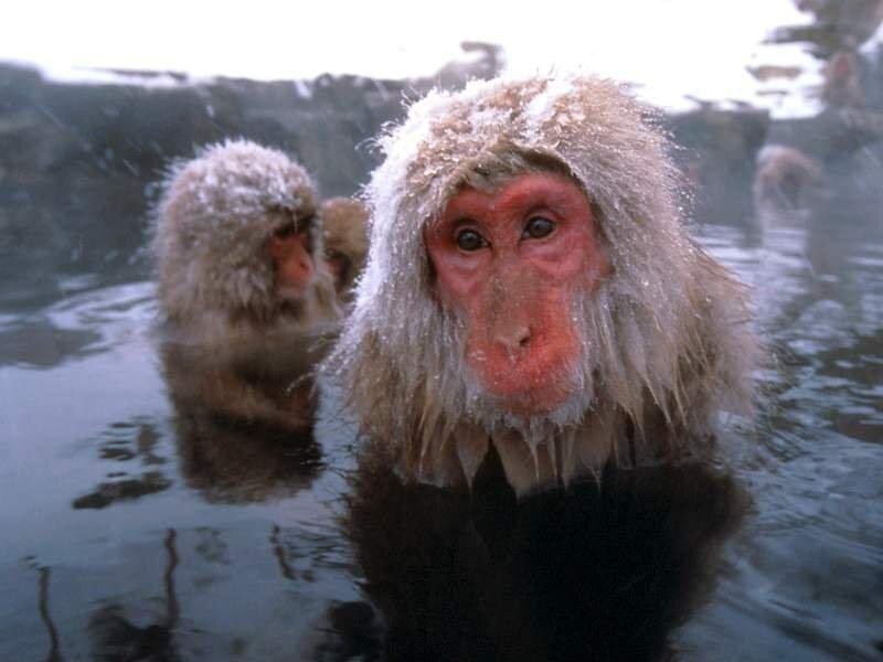 Snow Monkey in Hot Spring — Gray, Calm, Winter, Photograph, Hot Spring, Monkeys