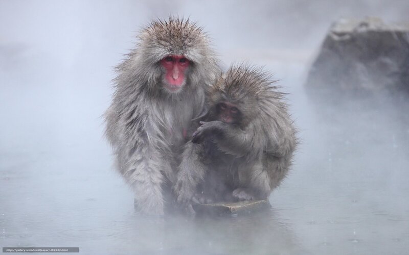 Snow Monkey in Hot Spring — Gray, Calm, Winter