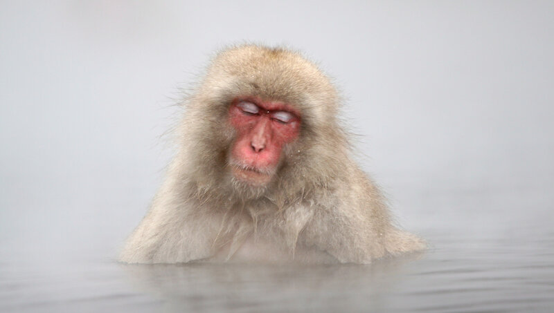 Snow Monkey in Hot Spring — Gray