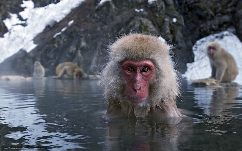 Snow monkey in hot spring