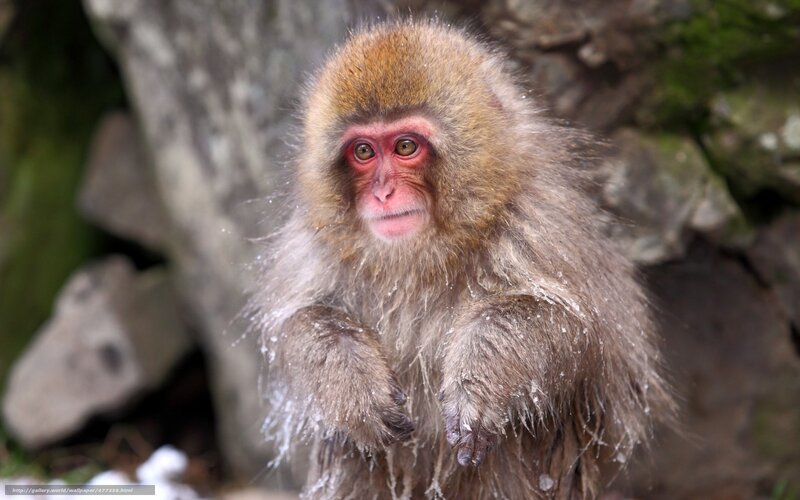 Snow Monkey in Snow
