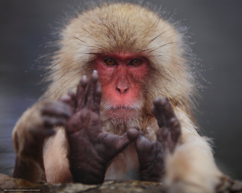 Snow Monkey in Water — Brown, Calm
