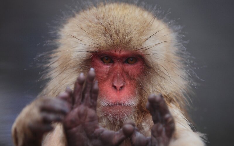 Snow Monkey in Water — Brown, Intense
