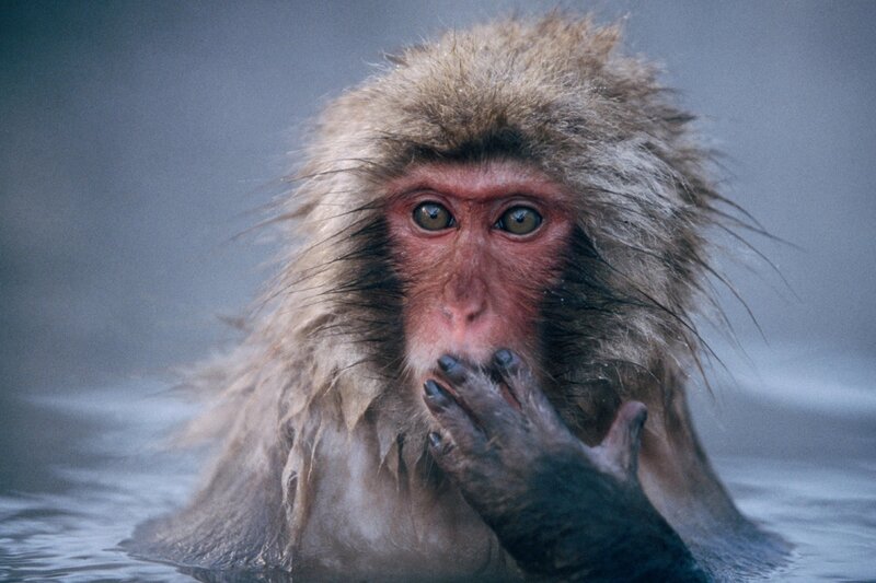 Snow Monkey in Water — Gray, Calm, Winter