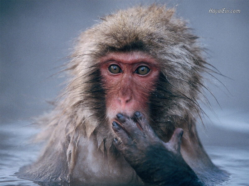 Snow Monkey in Water — Gray