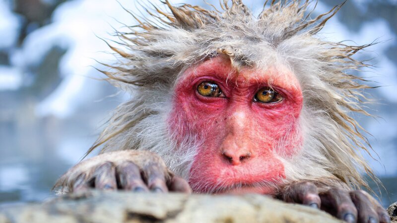 Snow Monkey in Water — Red