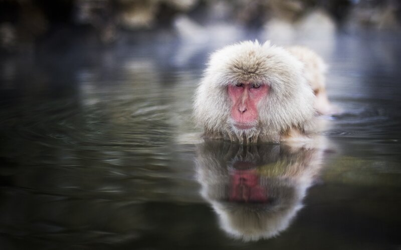 Snow Monkey in Water — White, Serene