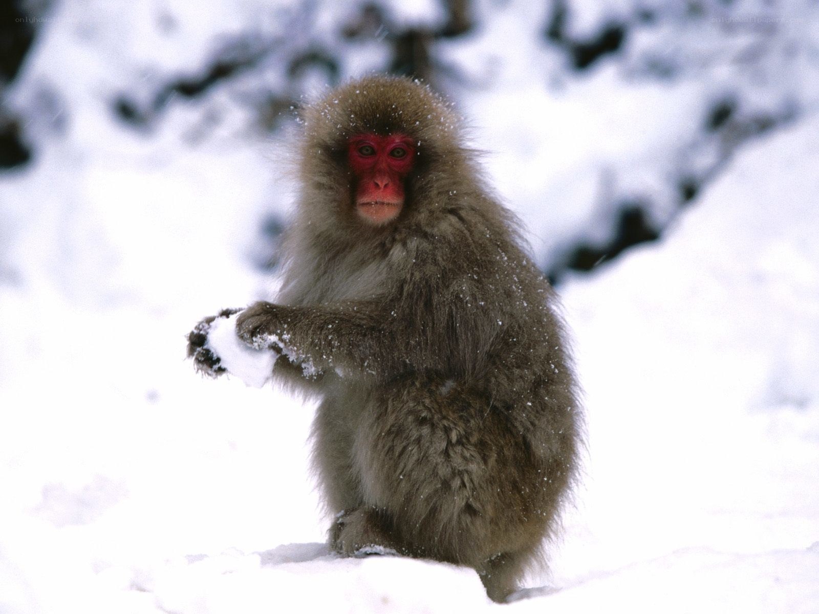 Snow monkey in winter