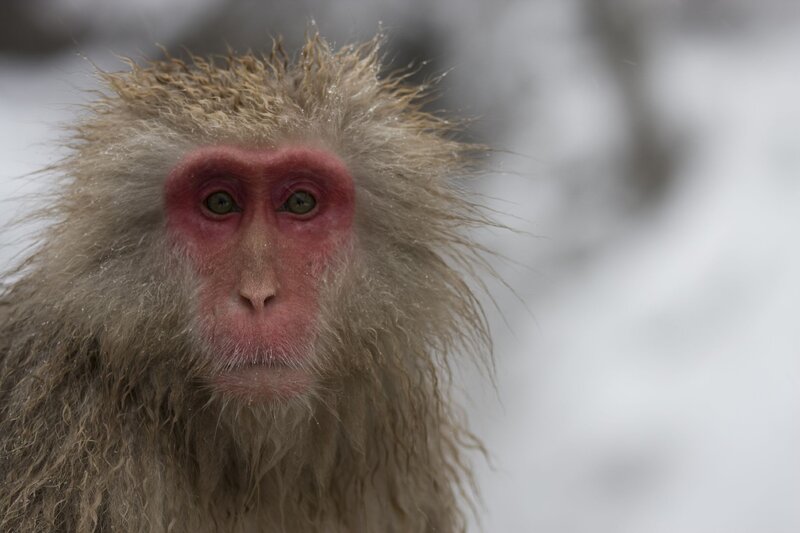 snow monkey in winter