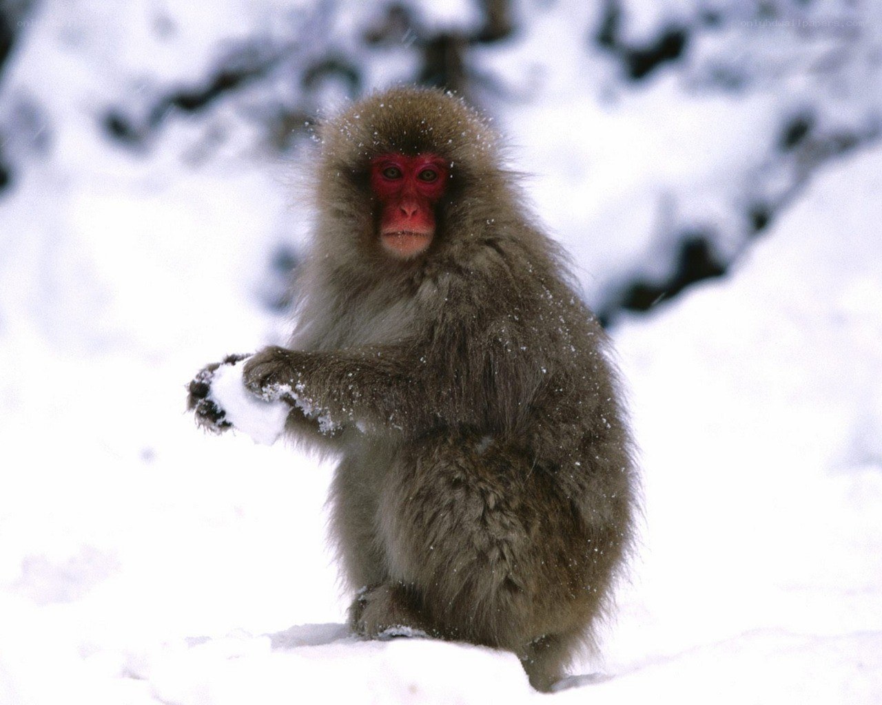 Snow monkey in winter