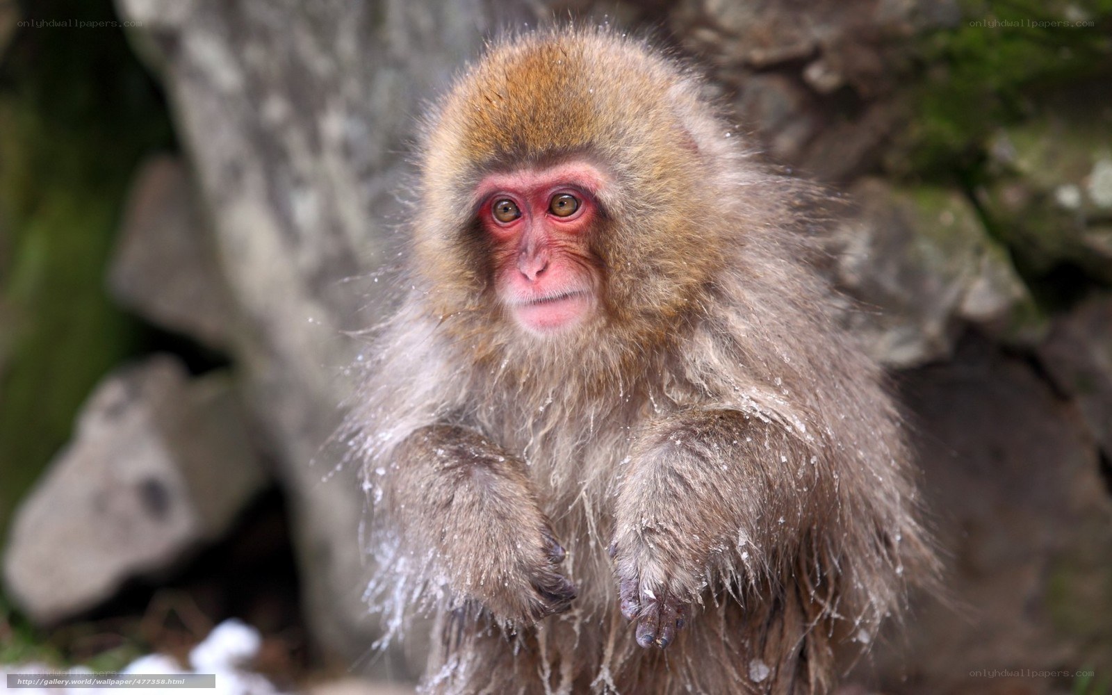 Snow monkey in winter