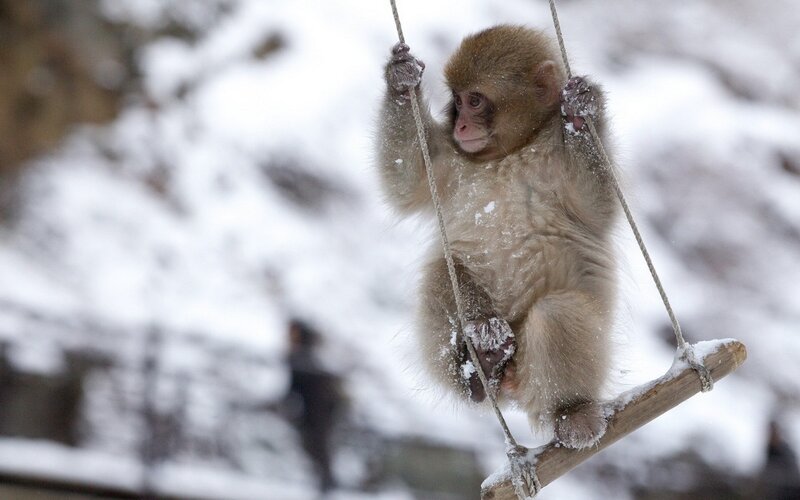 Snow Monkey on Swing — White