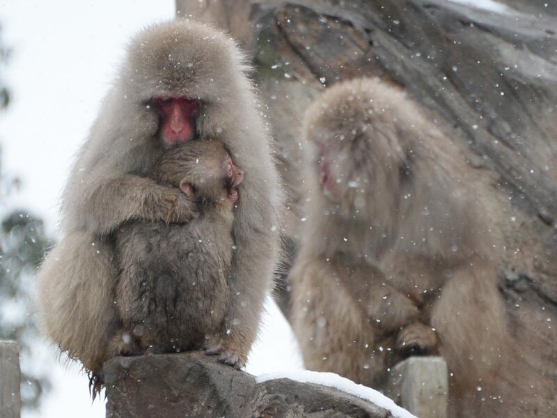Snow Monkey with Baby