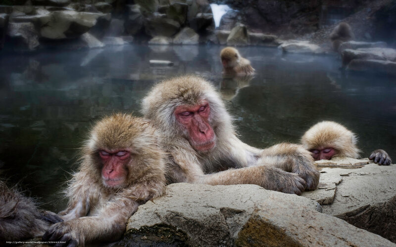 Snow Monkeys in Hot Spring — Brown, Serene