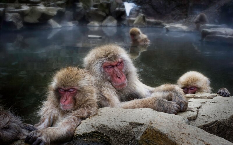 Snow Monkeys in Hot Spring — Brown, Serene, Winter, Photograph, Hot Spring