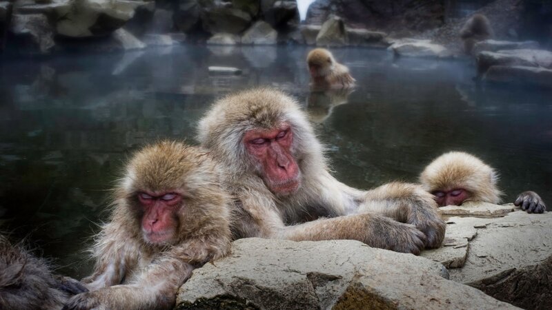 Snow Monkeys in Hot Spring — Brown