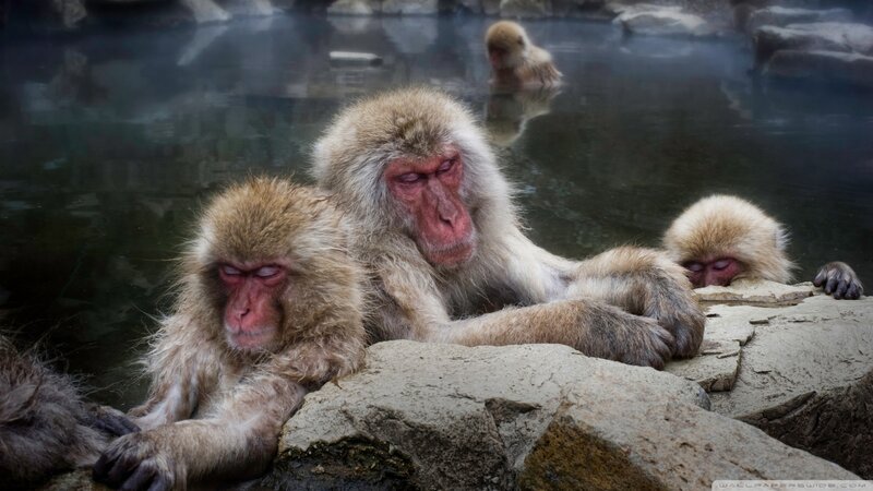 Snow Monkeys in Hot Spring