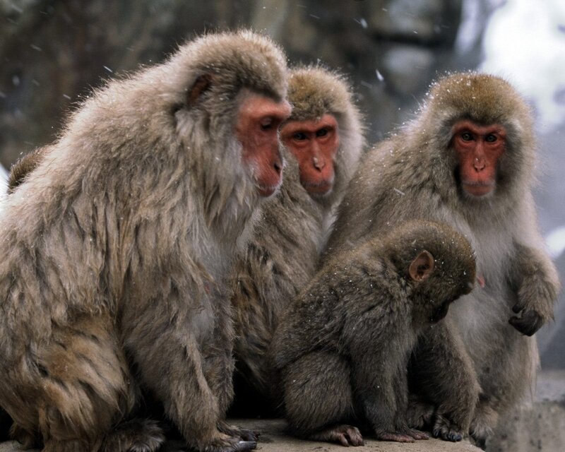 Snow Monkeys in Snow — Gray, Cold, Winter, Photograph, Rock