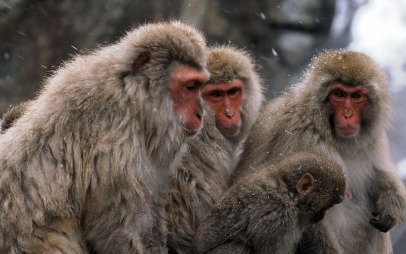 Snow Monkeys in Snow — Gray, Cold, Winter