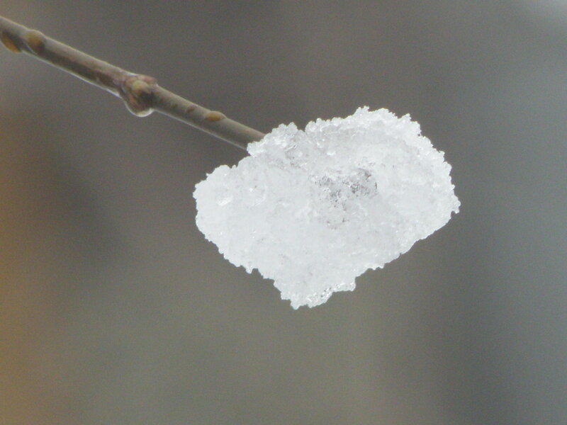 snow on a branch
