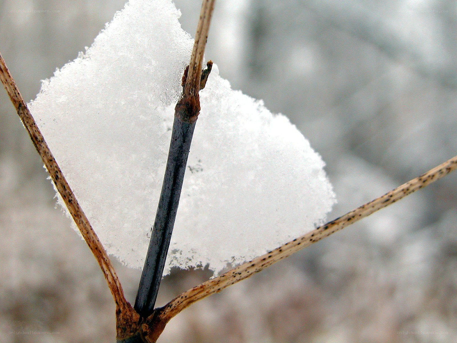 Snow on a plant stem