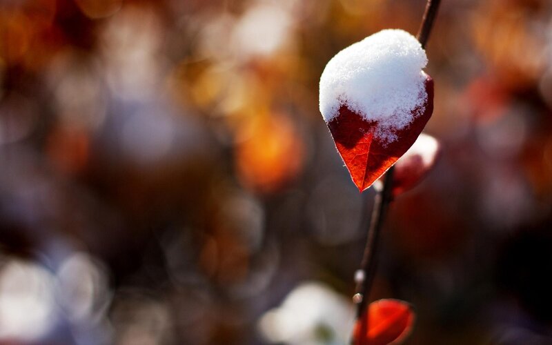 Snow on a red leaf